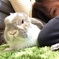 うさぎのボタンと