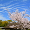 勧修寺・書院の桜