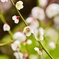 Japanese White Ume in Osaka Castle