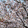 2015 Last Sakura