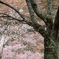 吉野山　千本桜　4
