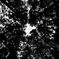 Forest 2