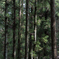Forest 3