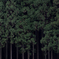 Forest 4