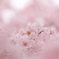 桜のなかに