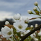 梨の花