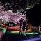 敦盛桜 ライトアップ