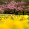 Full bloom