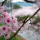 立岡自然公園の桜