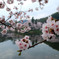 立岡自然公園の桜