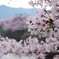 立岡自然公園の桜