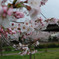 立岡自然公園の桜