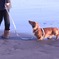 海と犬と散歩
