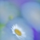 「春のお花畑」