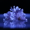 jewelry　blossoms