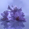 落桜2