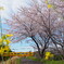 桜と一緒に