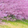 春爛漫