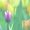My spring