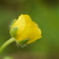 朝露の花