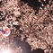 提燈と夜桜