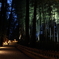 夜の竹林