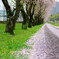 桜の絨毯