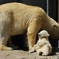 シロクマ親子の日向ぼっこ