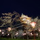 桜と松江城