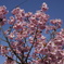 八重桜