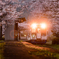 ～ 夕紅桜 ～