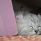 眠る仔