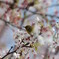 葉桜