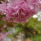 八重桜と愛犬