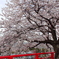 2015年　桜