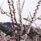 杏の花