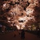夜桜の道