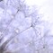 綿毛(白)