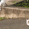 ネコっぽさ