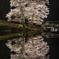 苗代桜の水鏡Ⅱ
