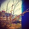 2015桜01