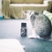二眼レフ猫