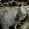桜の木に登るデブ猫