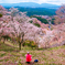 吉野の桜 青根ケ峰〜高城山〜吉野山 ⑤