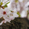 2015年桜①