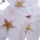 純潔の花