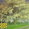 安全第一桜 002