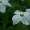 何の花だろう・・・・・・