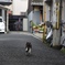 老猫を追う２