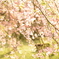 垂れ桜